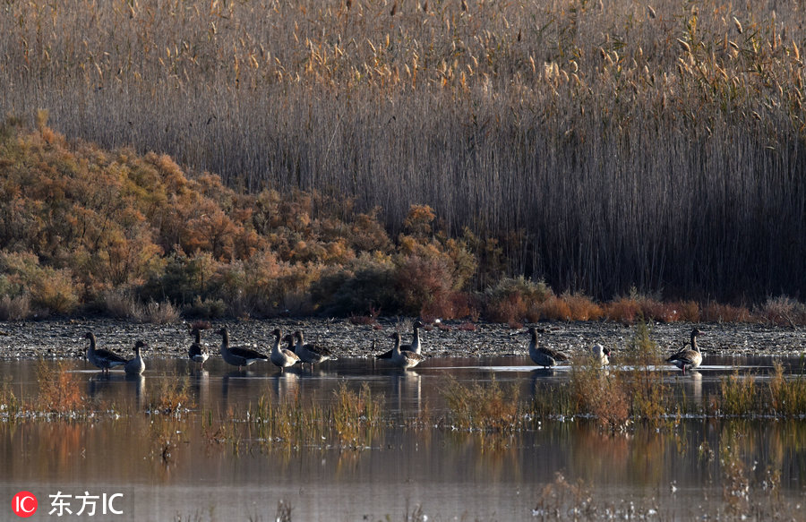 航拍新疆博斯腾湖湿地 秋色美得这么任性！