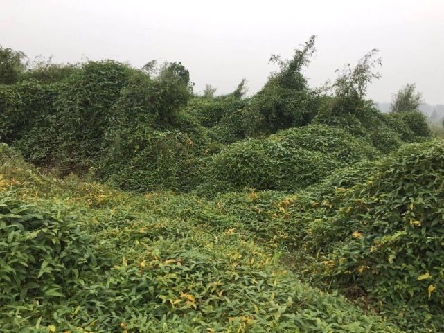 孟津黄河湿地发现属渐危物种野生大豆 