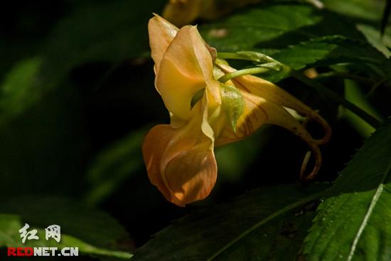 湖南齐云峰国家森林公园首次发现龙虾花