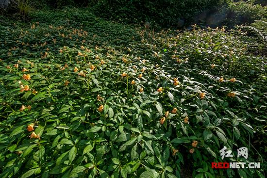 湖南齐云峰国家森林公园首次发现龙虾花