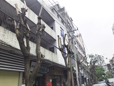 绿化树被“剃光头”园林部门回应：预防台风 