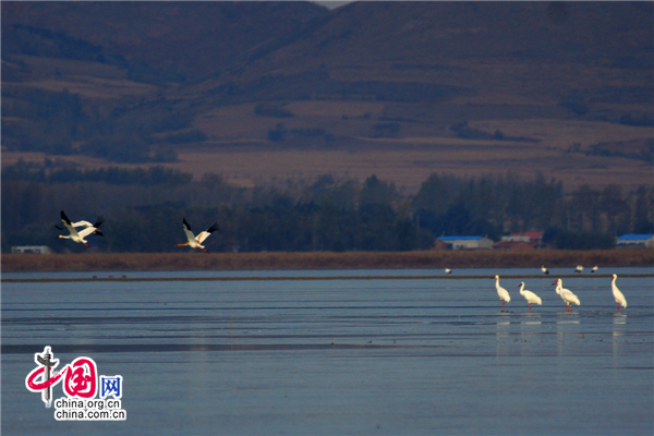 深秋辽宁法库国家湿地公园有200余只白鹤归来