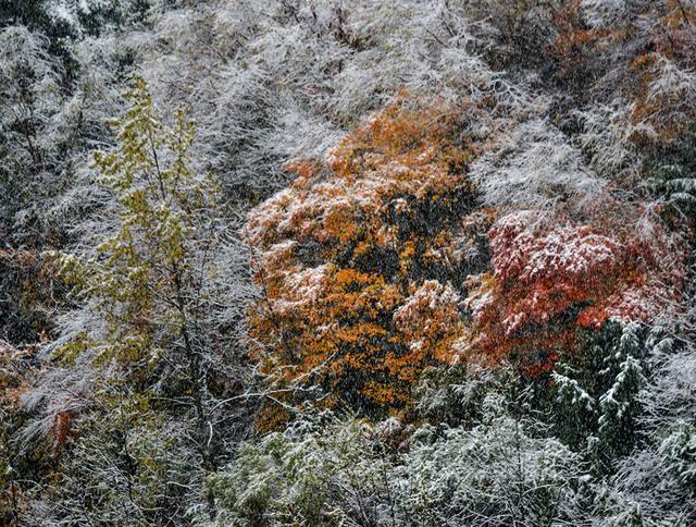 四川王朗国家级自然保护区喜迎瑞雪