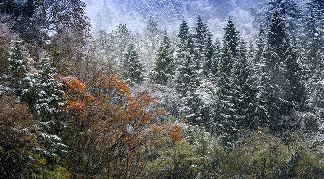 四川王朗国家级自然保护区喜迎瑞雪