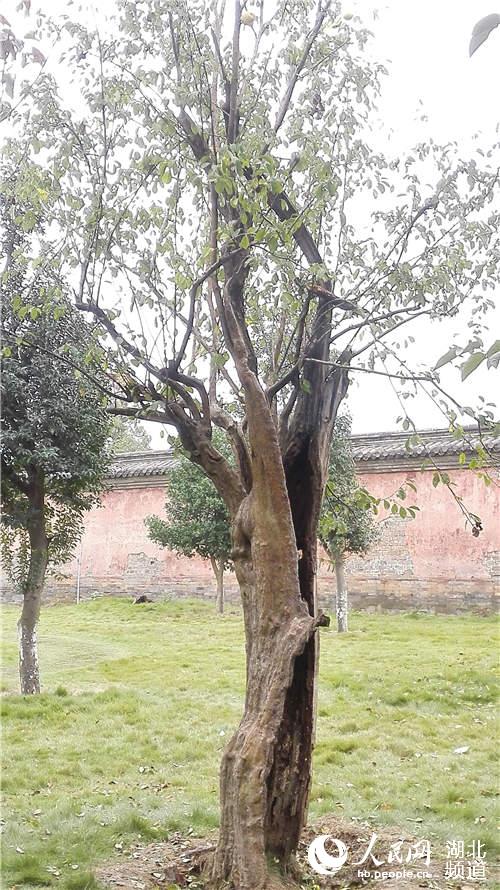 武当山玉虚宫内80年古树只剩“一张皮”