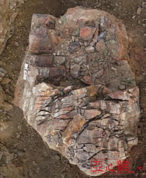 新疆3.7亿年前植物化石揭秘远古森林生长