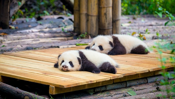 四川启动大熊猫国家公园勘界