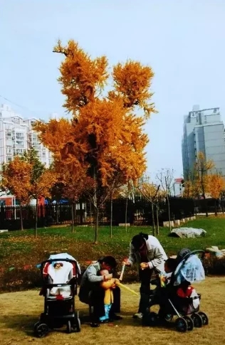 上海古树名木竞相给你“颜色”看