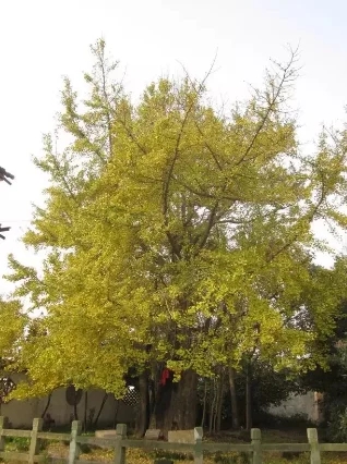 上海古树名木竞相给你“颜色”看
