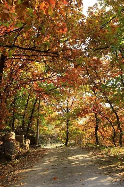 来大杨山国家森林公园邂逅真正的秋天