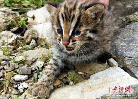 珍稀动物豹猫现身湖北后河国家级自然保护区