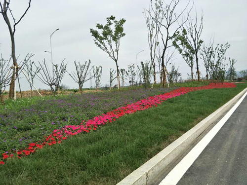 园冶杯专业奖：安徽居巢经济开发区“一路一景”绿化提升工程