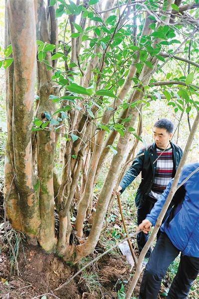 陕西镇安发现200余亩油茶古树群落