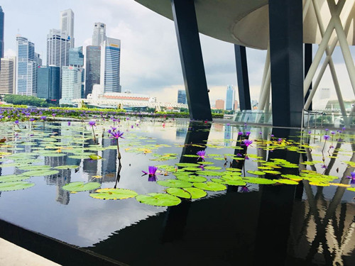 2017新加坡景观考察——感受花园中的城市