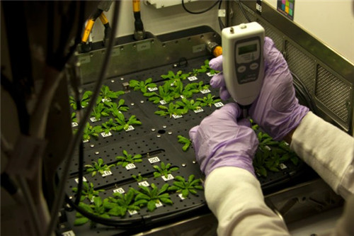 NASA利用 FluorPen 研究太空植物生长适应性