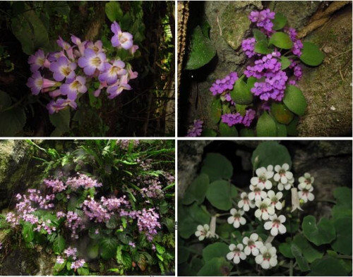 华南植物园喀斯特植物物种形成的研究进展