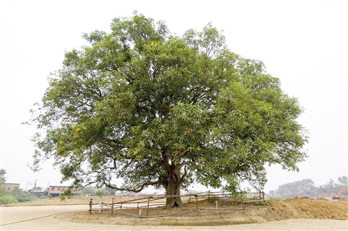南宁园博园：生态造园 200年古树重现生机
