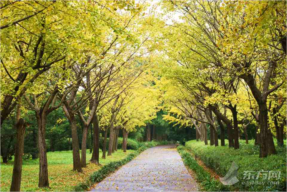共青森林公园彩叶树种进入最佳赏叶期