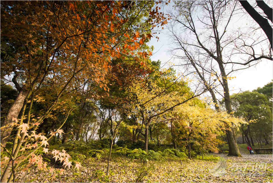共青森林公园彩叶树种进入最佳赏叶期