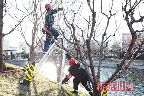 北京西城举办“金剪子”园林绿化技能大赛