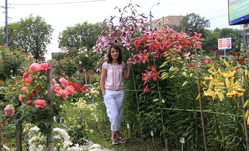 你种过1.5米高的庭院百合吗？