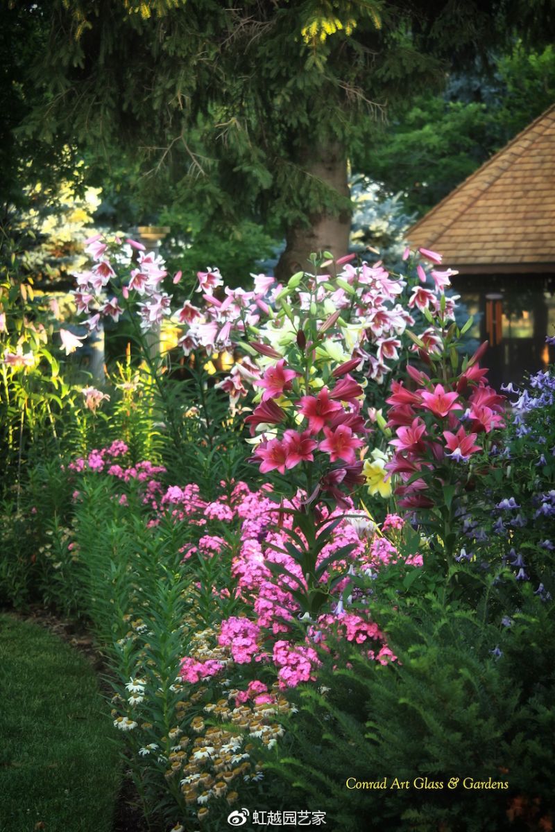 你种过1.5米高的庭院百合吗？