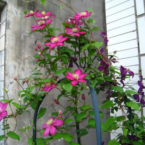 9种花卉爬藤能爬满墙，美不胜收
