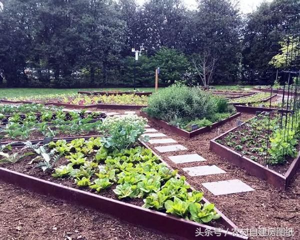 农村菜园既能当花园又能当菜园