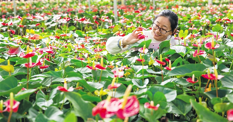 中国热带农科院：花卉基础研究品种逾千种
