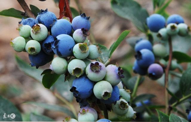 关于苗木——蓝莓种植中的关键注意事项