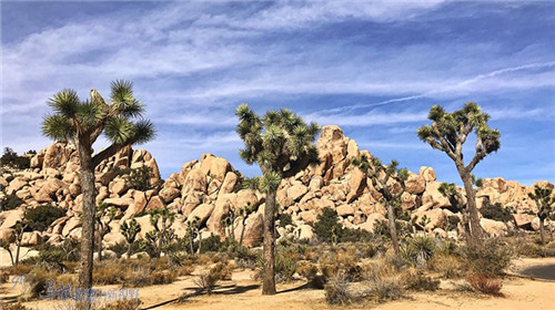 约书亚树国家公园沙漠性植物的景象