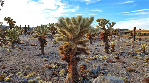 约书亚树国家公园沙漠性植物的景象