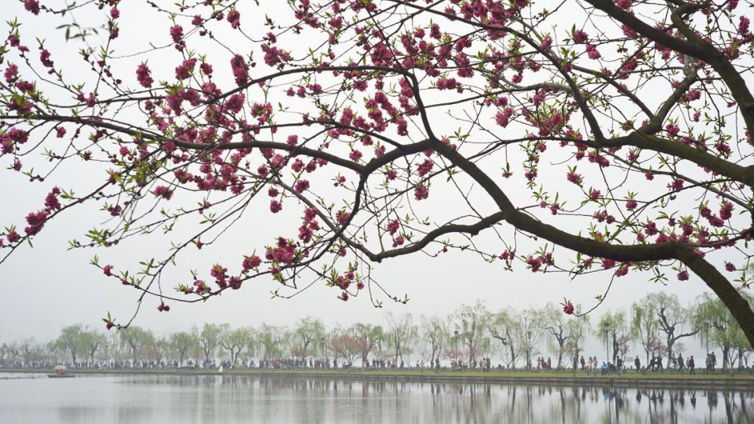 杭州城里居然有110种世界珍稀濒危植物