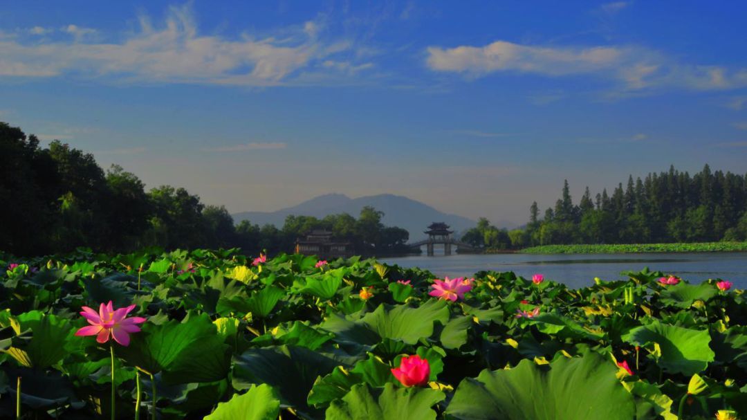 杭州城里居然有110种世界珍稀濒危植物