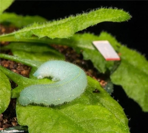 科学发现：植物可以听到自己被吃掉的声音