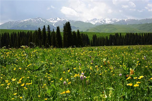 新疆的国家森林公园也美如仙境