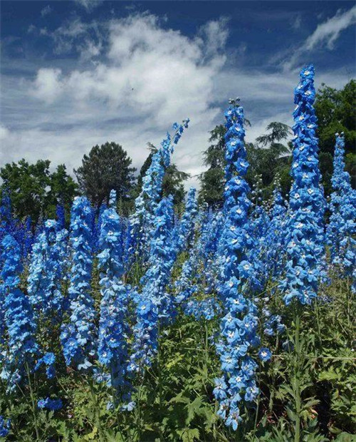 蓝色花卉28万种品种中，只有不到10%