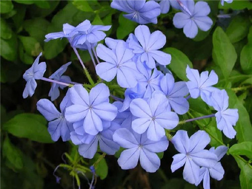 蓝色花卉28万种品种中，只有不到10%