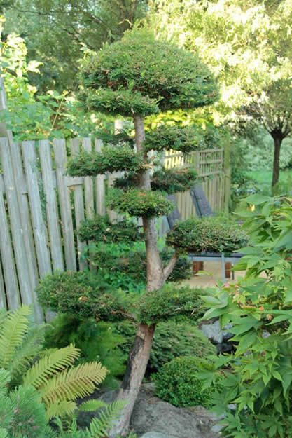 我的花园：带有日本园林味道的荷兰花园
