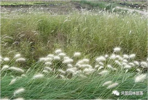 巧妙识别23种景观设计常用观赏草