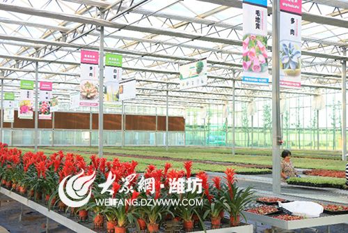 山东青州：全方位推进花卉产业转型升级