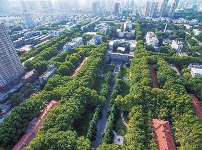 城市绿化种什么树? 郑州首定指导意见 雪松排第一