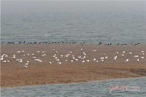 大群全球性濒危鸟类黑嘴鸥现身胶州湾湿地