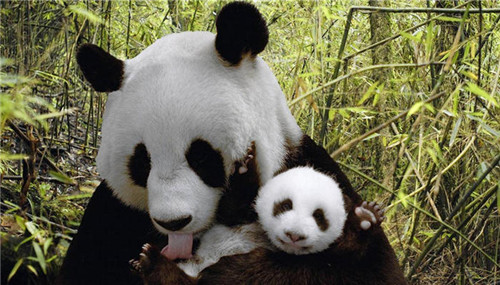 四川省启动大熊猫国家公园建设