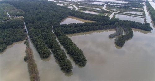 航拍广州最大的湿地公园——南沙湿地公园
