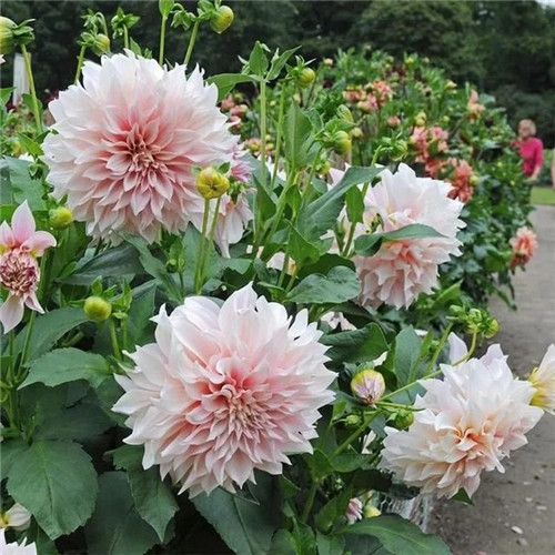 露台和院子中少不了的9种多年生花卉