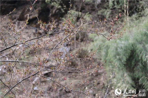 云南大理发现濒危野生植物领春木