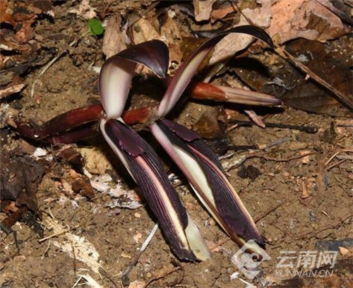 云南发现极小种群野生植物“云南兰花蕉”