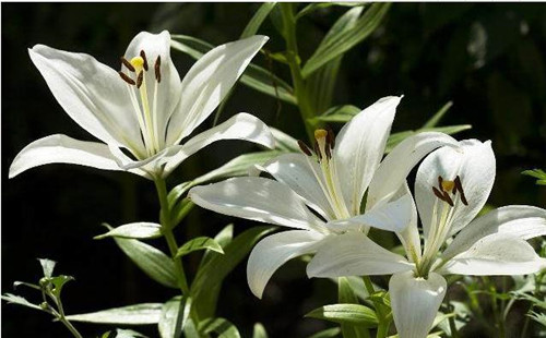 这5种清香花卉你要养，开花了，比香水还香！