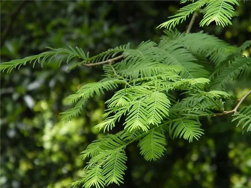 珍稀濒危植物——水杉